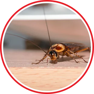 Pest Control