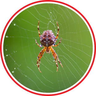 Spider Control
