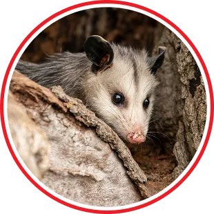Wildlife Control