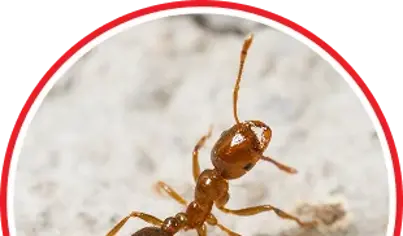 Fire Ant Control