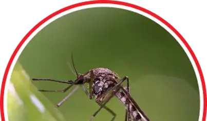 Mosquito Control
