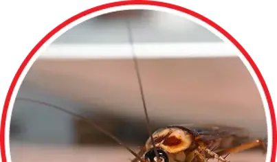 Pest Control