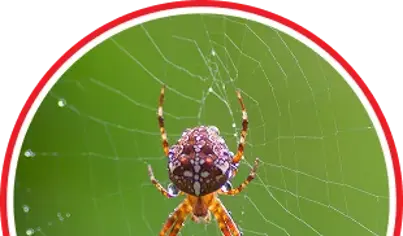 Spider Control