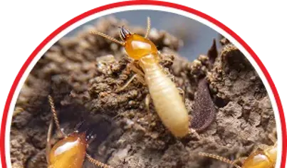 Termite Control